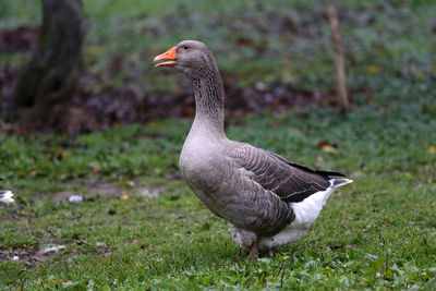 Close-up of greylag goose on grassy field