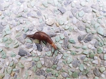 High angle view of a lizard on rock