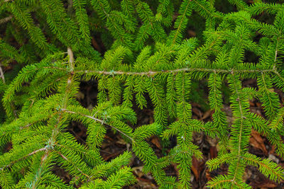 Full frame shot of fern growing on field