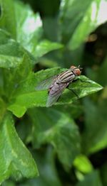 Close-up of insect on leaf
