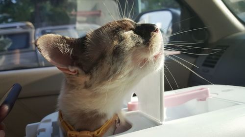 Close-up of a cat looking away