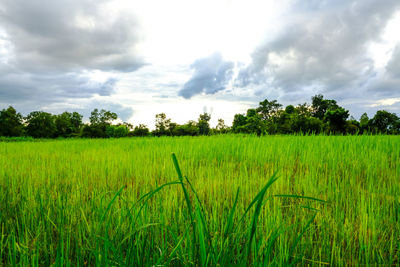 Scenic view of agricultural field against sky