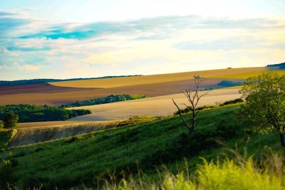 Scenic view of landscape against sky