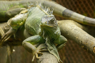 Close-up of lizard
