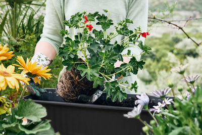 Woman potting geranium flowers in flower pot in the garden. florist gardening outdoors. greenhouse