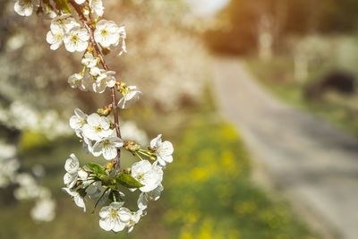 Close-up of white cherry blossom tree