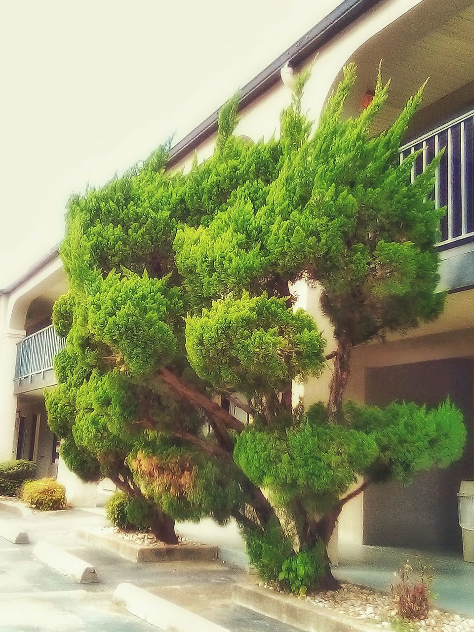 PLANTS BY STREET AGAINST BUILDING