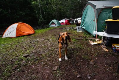 View of dog and tent on land, dog looking away in forest, camping