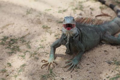 High angle view of iguana on field