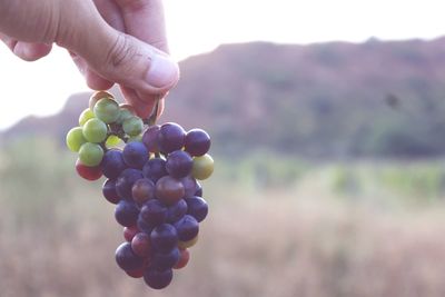 Close-up of hand holding grapes in vineyard