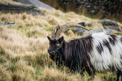 View of an animal on field