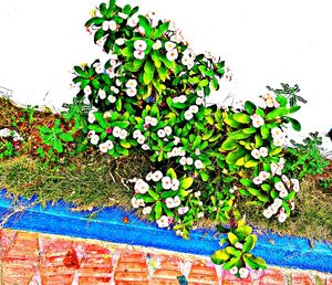 Close-up of flowering plant against wall