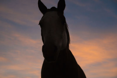 Silhouette of horse against sky during sunset