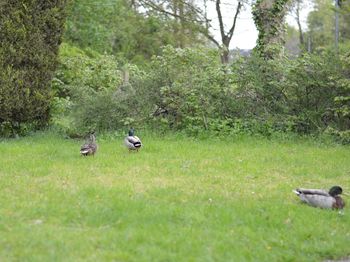 Ducks on grass