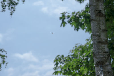 Low angle view of bird flying in the sky
