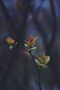 Close-up of flowering plant