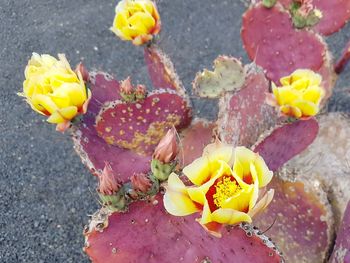 High angle view of yellow flowering plant during autumn