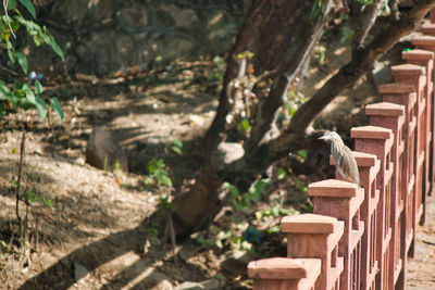 Close-up of empty seats in forest