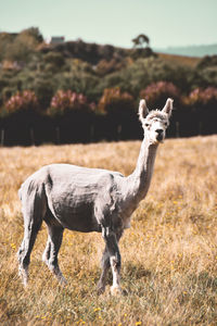 Full length of a horse on field