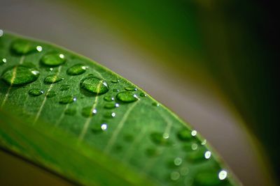 Close-up of water drops on leaf
