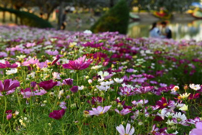 Close-up of pink flowering plants on field