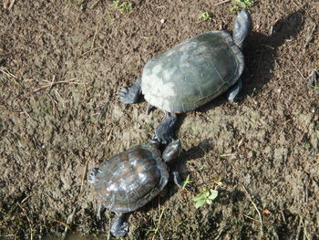 High angle view of tortoise on field