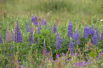 Close-up of purple flowering plants on field