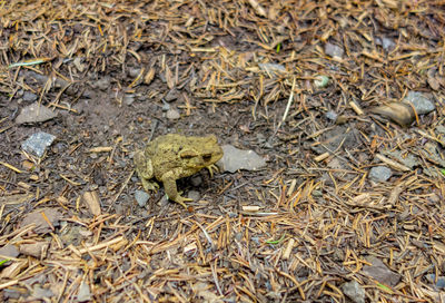 High angle view of frog on land