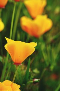 Close-up of yellow flower