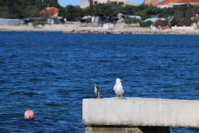 Seagull perching on wooden post by sea