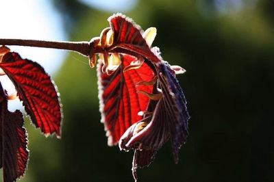 Close-up of butterfly