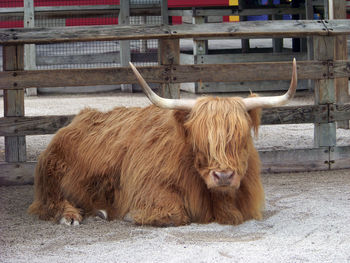 Highland cattle relaxing on sand against wooden fence