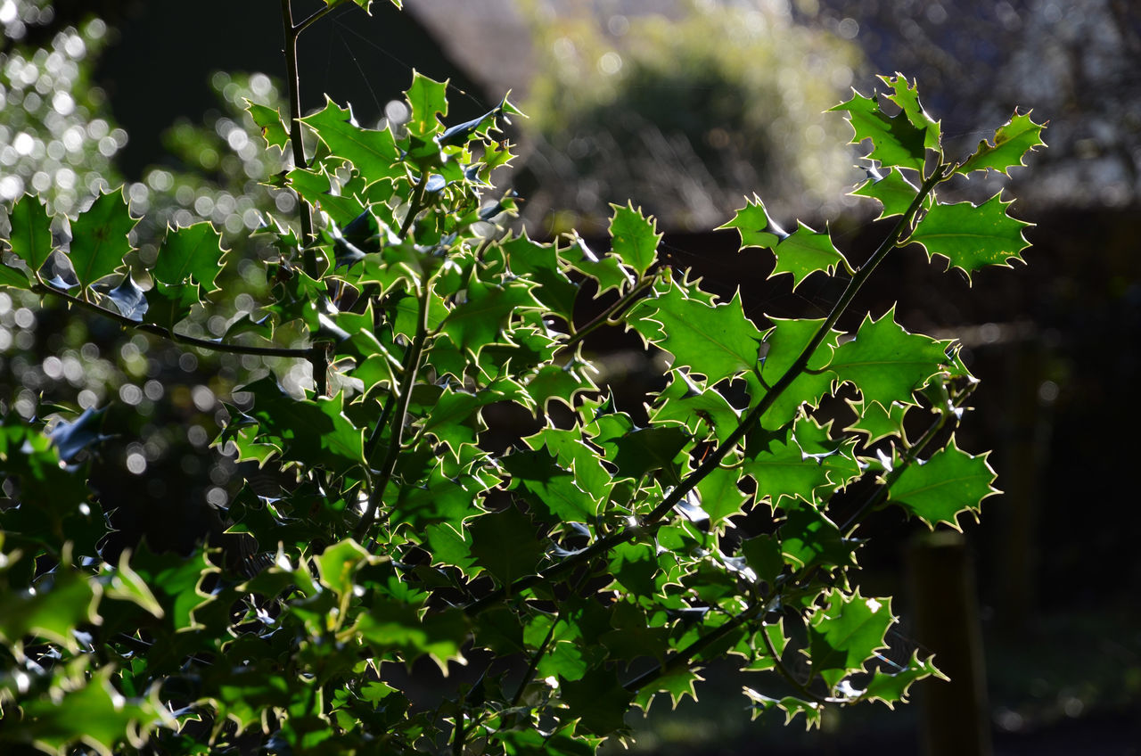 CLOSE-UP OF FRESH GREEN LEAVES