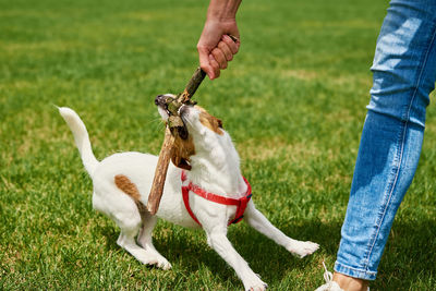 Owner walking dog at green field