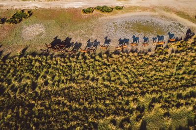 High angle view of plants growing on field