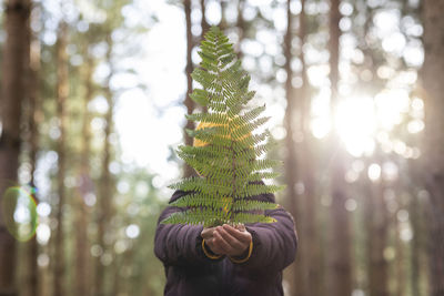 Person holding pine tree in forest
