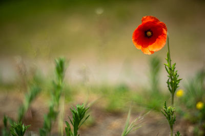 Close-up of orange poppy on field