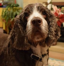 Close-up portrait of dog