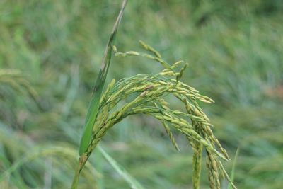 Close-up of wheat growing on field