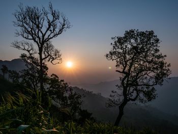 Silhouette tree against sky during sunset