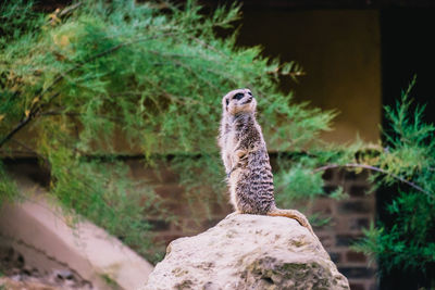 A meerkat standing on the rock and looking away