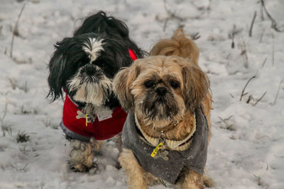 Close-up of dog during winter