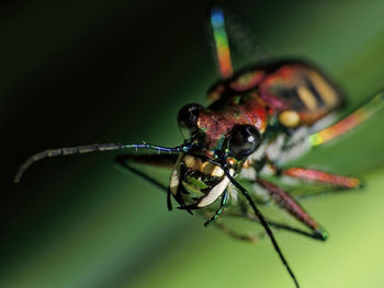 insect