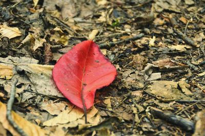 High angle view of maple leaf on fallen leaves