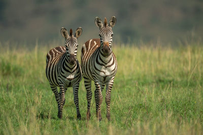 Two plains zebra stand in long grass