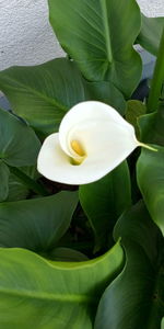 Close-up of white rose with green leaves