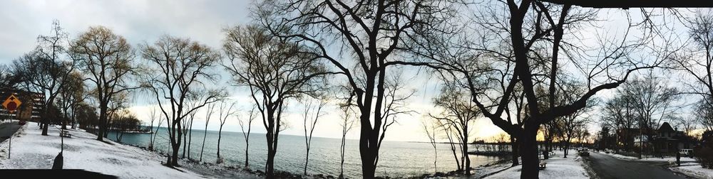 Panoramic shot of bare trees against sky during winter