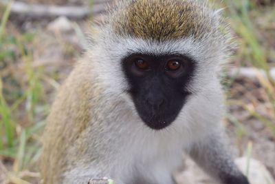 Close-up portrait of monkey