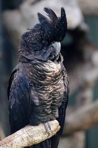 Close-up of bird perching outdoors