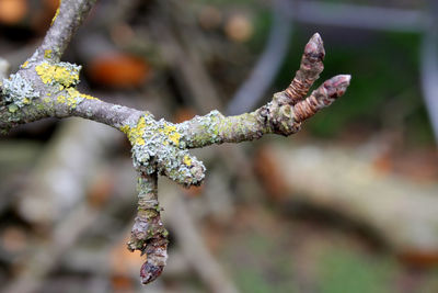 Close-up of snow on tree